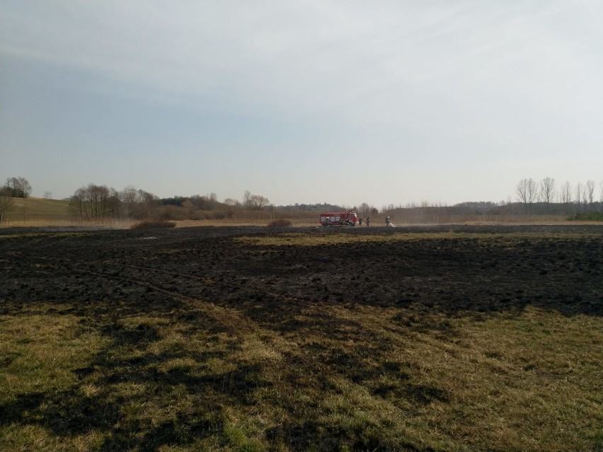 Pożar traw w Beleniu w gminie Zapolice [zdjęcia]