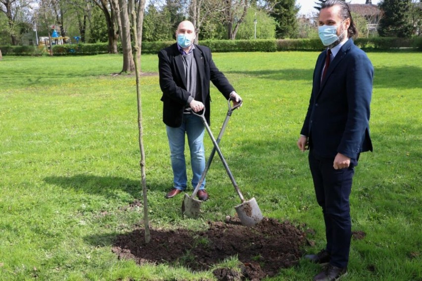 Pierwsze drzewa, dęby, w Alei Zasłużonych posadzili rektor...