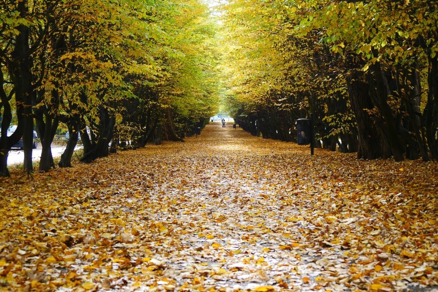 Ta ulica w Legnicy jesienią wygląda najpiękniej. Idealne miejsce na spacer lub jesienną sesję fotograficzną, zobaczcie zdjęcia