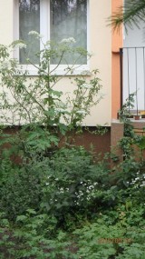 Stare Żegrze: Śmiertelnie niebezpieczna roślina w ogródku przed blokiem [ZDJĘCIA]