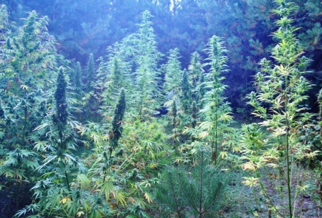 Plantacja marihuany pod Przysuchą. Podejrzanym grozi nawet do 8 lat więzienia