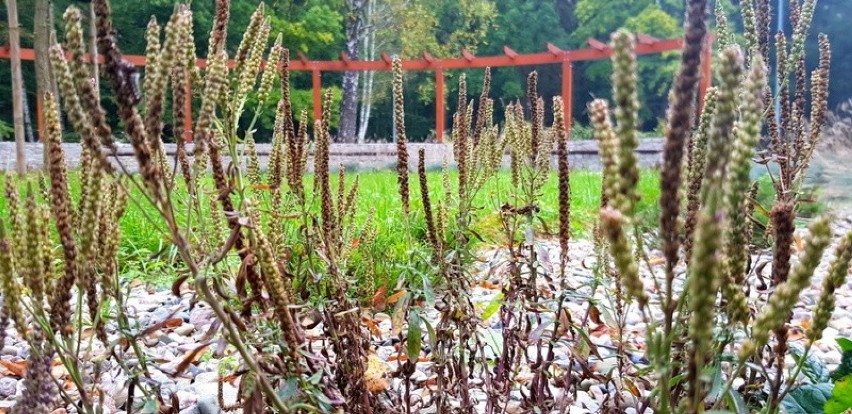 Tak wygląda dąbrowski Park Zielona we wrześniu Zobacz...