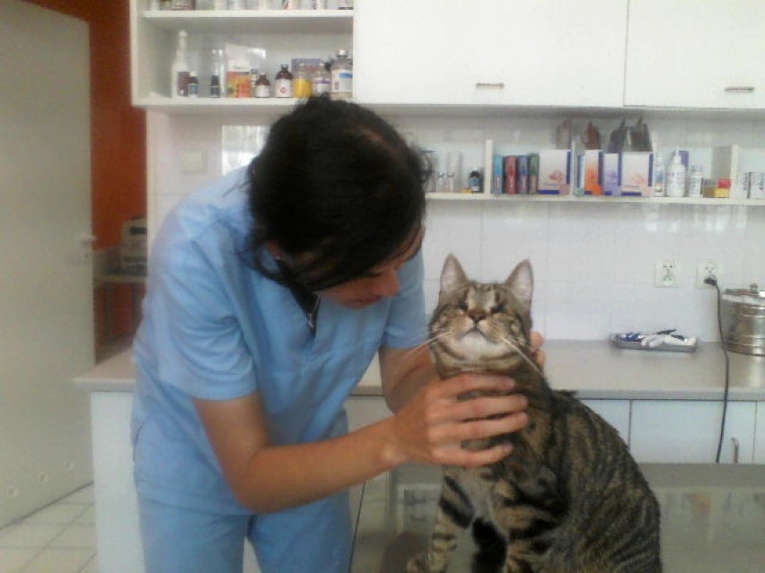 Kot z działek z wizytą w lecznicy weterynaryjnej