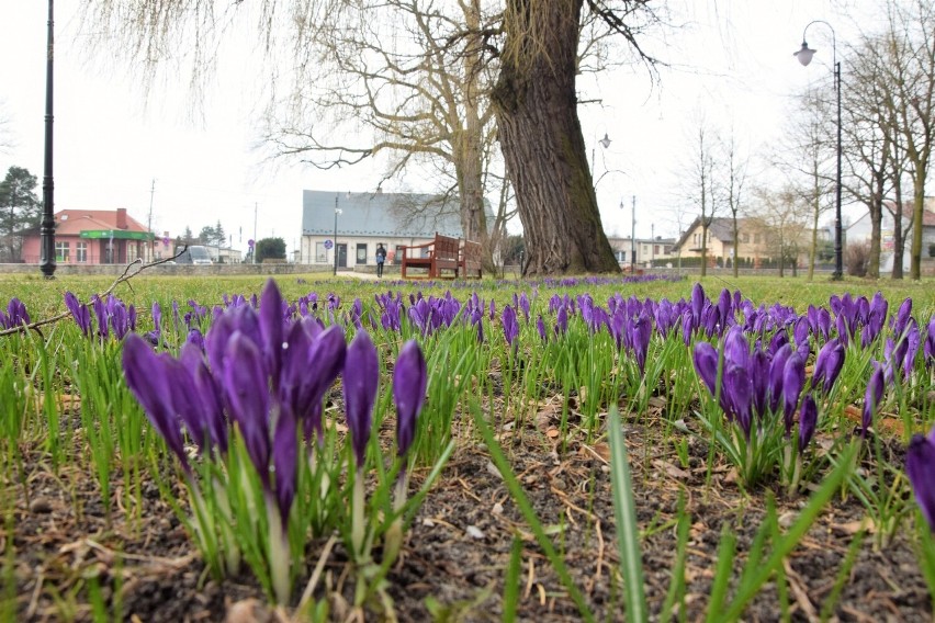 Wiosna 2023 w Zduńskiej Woli. Pierwsze wiosenne kwiaty już widoczne w mieście ZDJĘCIA