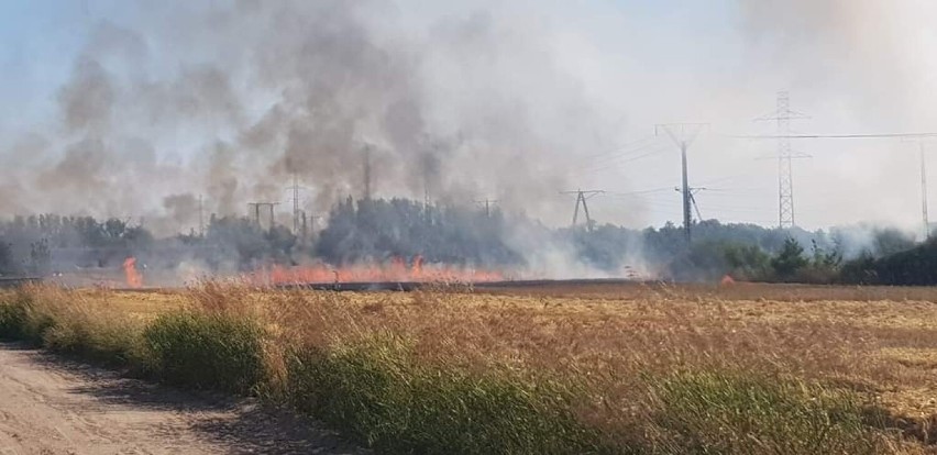 Pod Koninem spłonęły 3 hektary zboża. Apel strażaków w związku z ostatnimi pożarami