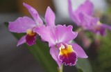 Kiermasz orchidei już jutro w BUW