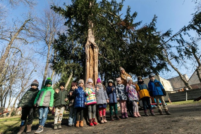 GreenCis rośnie w ogrodzie Przedszkola Niepublicznego „Green Garden” w Bydgoszczy.