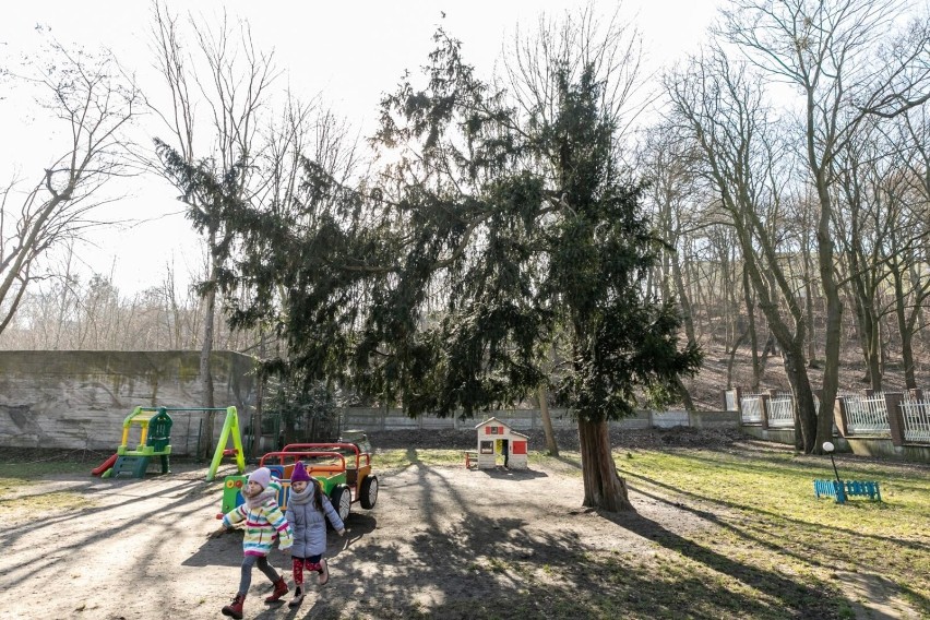 GreenCis rośnie w ogrodzie Przedszkola Niepublicznego „Green...