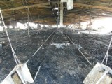 Pożar kurnika w Smolinie. Spłonęło 40 tys. kurcząt