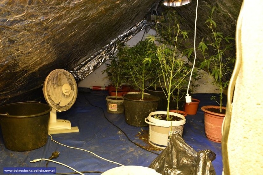 Uprawa konopi indyjskich na strychu jednego z domów w Bielawie