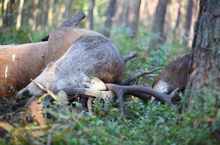 Walka jeleni w lesie pod Piotrkowem miała tragiczny finał (drastyczne zdjęcia)