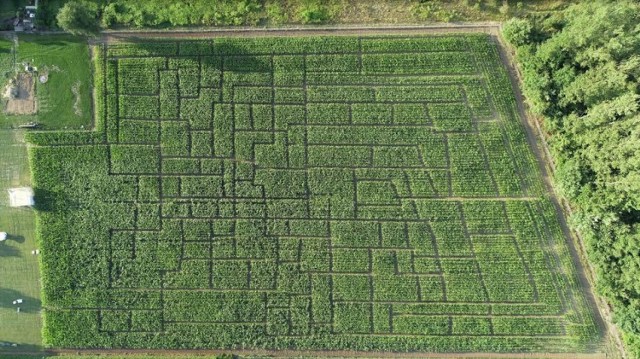 Zielony Labirynt. Wielkie pole kukurydzy z wyznaczonymi ścieżkami