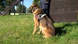 Pies patrolowo-tropiący Ibej wygrał mistrzostwa policji. Na czym polega jego służba? (wideo)