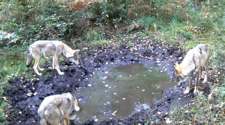 W lesie pod Częstochową żyje rodzina wilków! Niezwykłe nagranie od Leśnego Kawalera