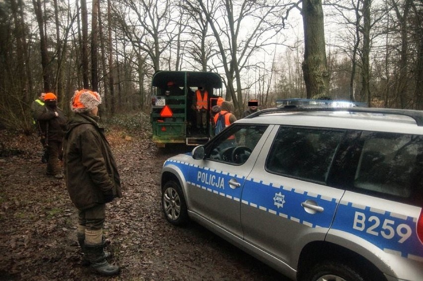 Myśliwi nie mogli postrzelać do dzików pod Wrocławiem [ZOBACZ ZDJĘCIA]