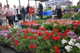 Piątek na rynku w Zduńskiej Woli. Kwiaty, sadzonki i ogromne korki ZDJĘCIA