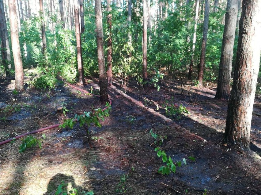 Szybka interwencja strażaków uratowała las przed dużym pożarem