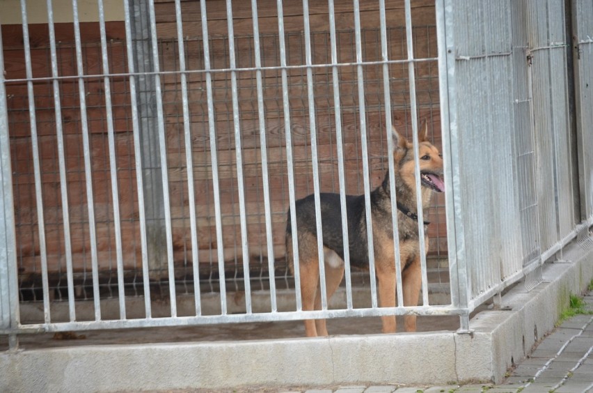 Głogów: Schronisko dla zwierząt wstrzymało adopcje psów, by nie wykorzystywać zwierząt do legalnego wyjścia z domu
