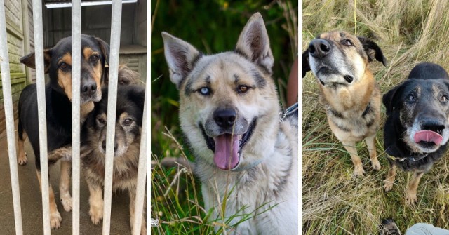 Na adopcję (zwłaszcza przed zimą) czekają najróżniejsze psy. Każdy z nich to inna historia i inny charakter (opisy pochodzą ze strony schroniska). Przewiń w prawo i zobacz. Może wśród tych psiaków znajduje się Twój nowy przyjaciel?!