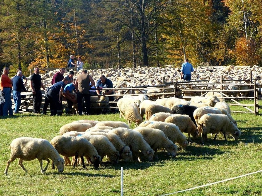 Setki owiec przeszły przez środek Szczawnicy [ZDJĘCIA]