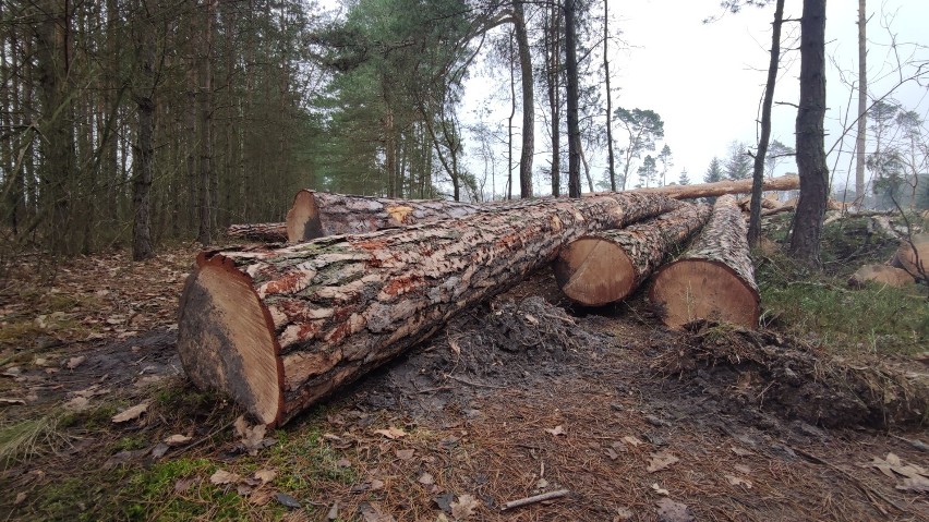 Wycinka drzew w lesie nad Luciążą koło Włodzimierzowa....