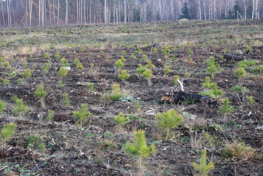 Nadleśnictwo Gniezno. Trwa sadzenie lasu w miejscach zniszczonych przez nawałnicę w 2017 r. [FOTO]