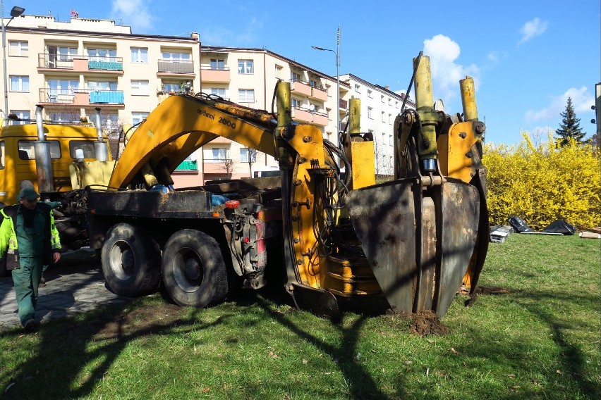 Przenieśli starą wiśnię z ulicy Kościuszki w Rybniku