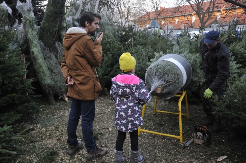 Kraków. Choinkowy zawrót głowy. Można je przewieźć tramwajem albo autem, zamówić dostawę do domu, albo... wypożyczyć na święta [ZDJĘCIA]