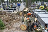 Wycinka na piotrkowskim cmentarzu. Zniknie 26 drzew