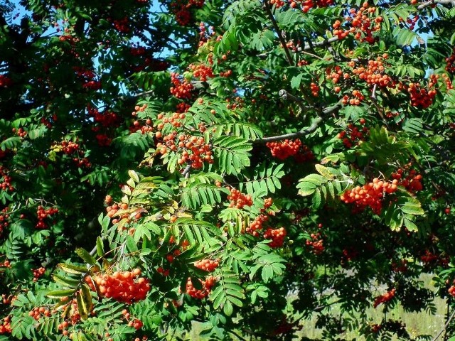 Ogród Botaniczny w Poznaniu - Przed jesienią na roślinach coraz więcej jest owoców, coraz mniej kwiatów - jarzębina