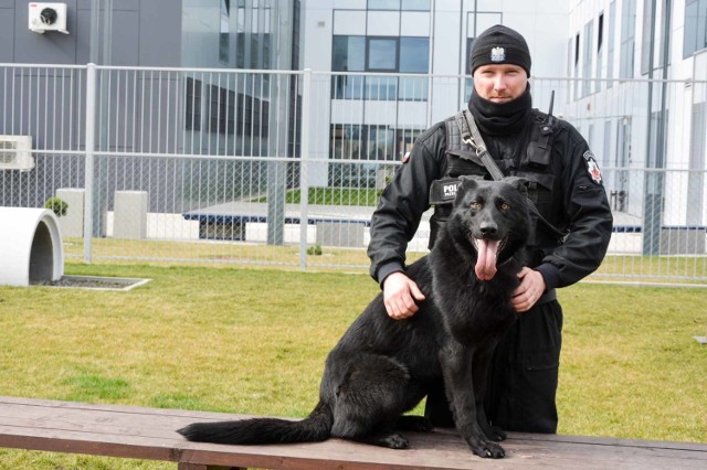 Kanton to owczarek niemiecki, który służy w krośnieńskiej policji.