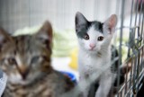 Toruńskie schronisko apeluje o karmę dla kotów. Jest ich tam z dnia na dzień więcej