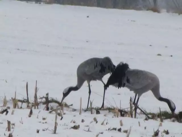 Te żurawie nie odleciały na zimę, zwabione dużą ilością pożywienia, postanowiły zostać w powiecie lipnowskim.