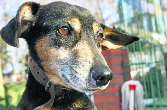 Łodzianie sprzeciwiają się "czyszczeniu" ukraińskich miast z bezdomnych psów.