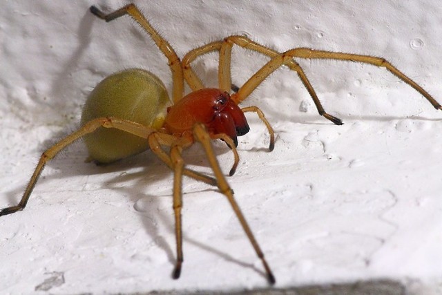 Kolczak zbrojny to pająk ciepłolubny, można go spotkać najczęściej w lecie, w niekoszonych zaroślach lub trawach gdzie wije ogromne sieci przypominające kule wielkości jajka