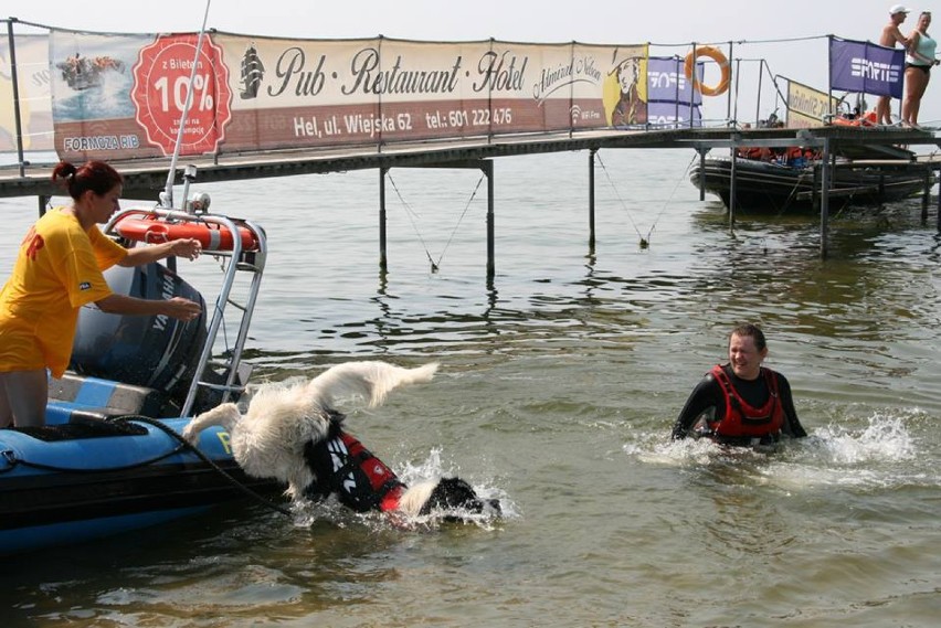 Pokaz psów ratowników w Helu. Akcja w Zatoce Puckiej