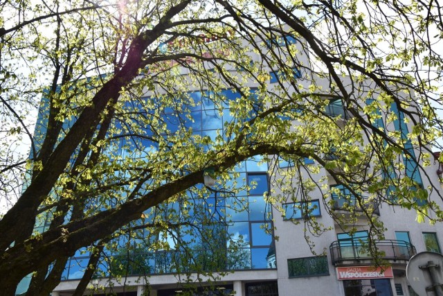 Pogoda na majówkę 2022. Kwitnące kasztany w centrum Białegostoku zapowiadają ciepłą wiosnę?