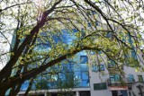 Pogoda na majówkę 2022. Kwitnące kasztany w centrum Białegostoku zapowiadają ciepłą wiosnę? (zdjęcia)