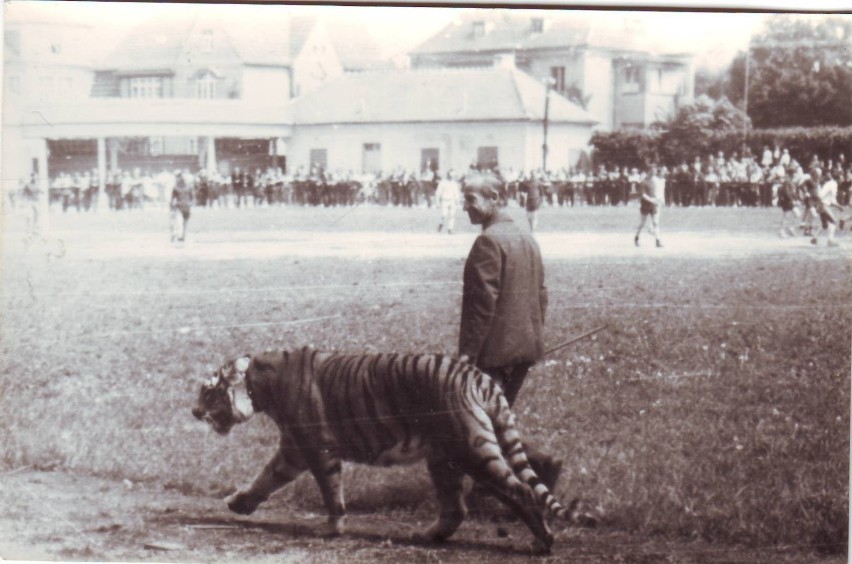 Tygrys na meczu Darzboru Szczecinek w latach 70.