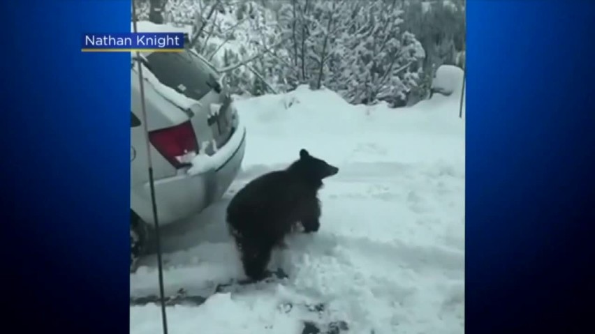 Niedźwiedź włamywał się do aut