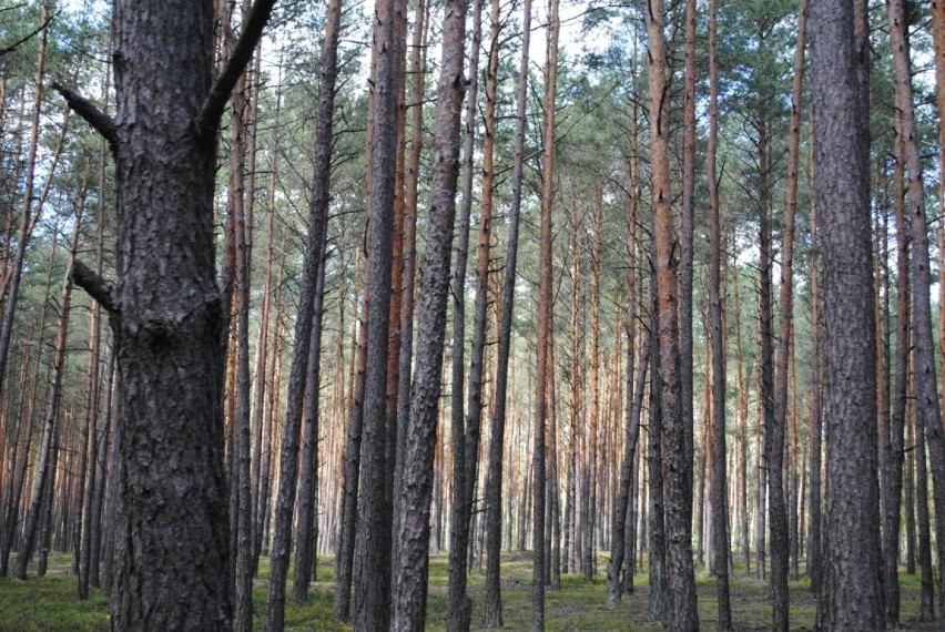 Lubelska pielgrzymka do Częstochowy. Pątnicy odpoczywają w lesie. Zobacz zdjęcia! 