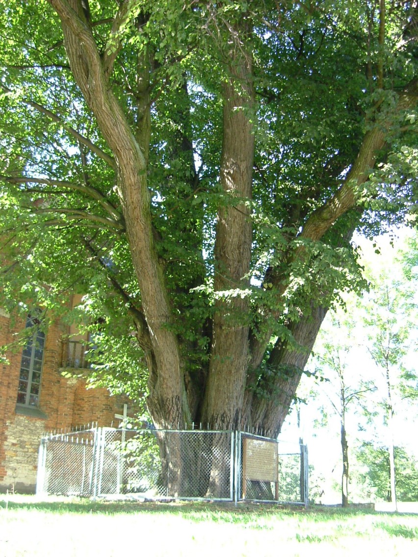 Rosnąca w Cielętnikach lipa miała niezwykle oryginalny i...