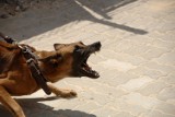 Suchowola: Śmierć kobiety pogryzionej przez psa