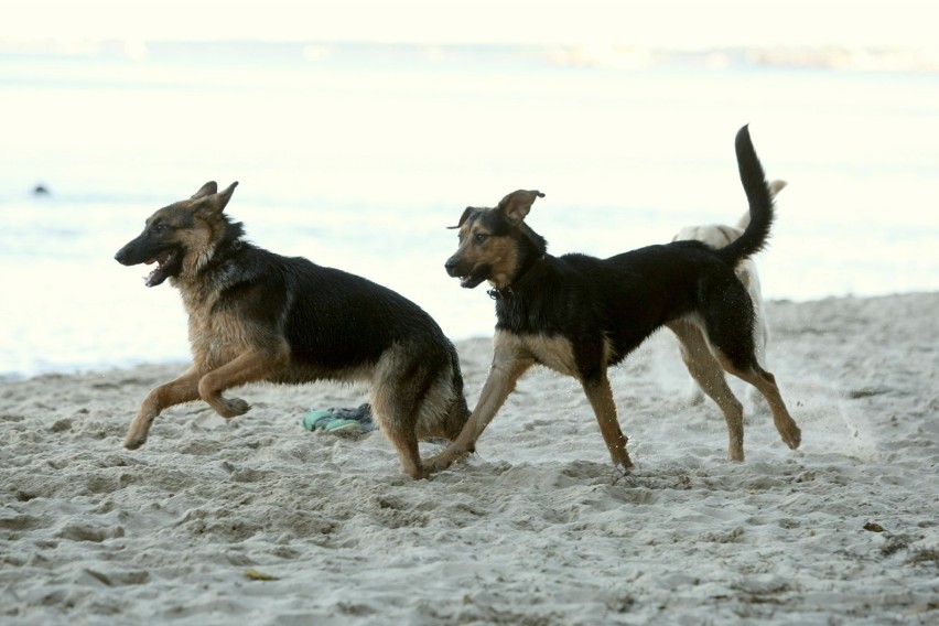 Plaża dla psów w Orłowie