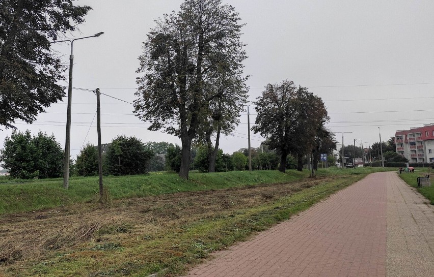 Łąki kwietne w Malborku