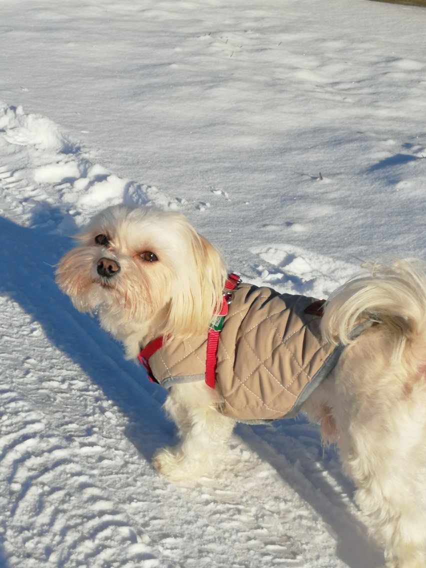Leszno. Zimowe zdjęcia zwierząt naszych Czytelników. Psy i koty uwielbiają śnieżne zabawy [ZDJĘCIA]