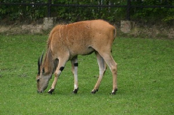 ZOO w Chorzowie: Godziny otwarcia, cennik [ZDJĘCIA]