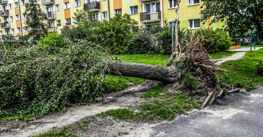 Na Kapuściskach, jednym z bydgoskich osiedli, burza połamała...