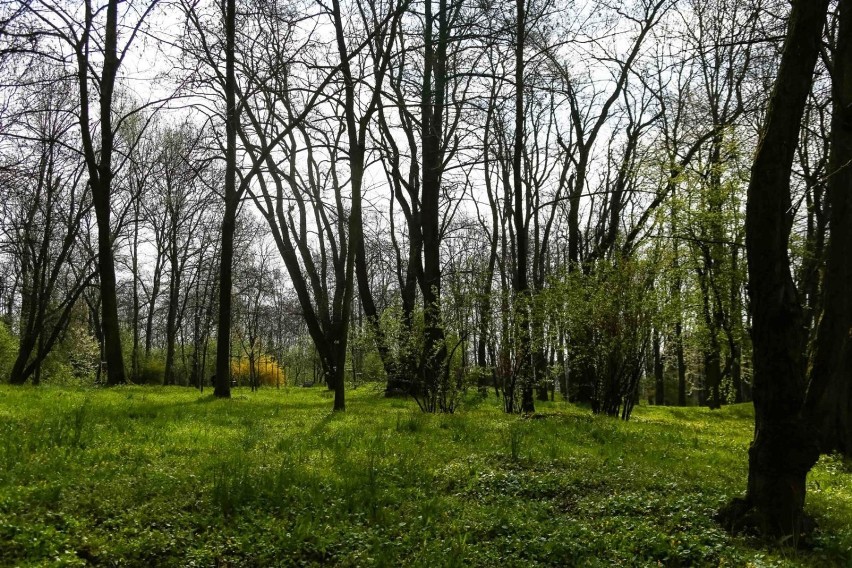 Ponad sto drzew na terenie fortu Batowice ma iść do wycinki