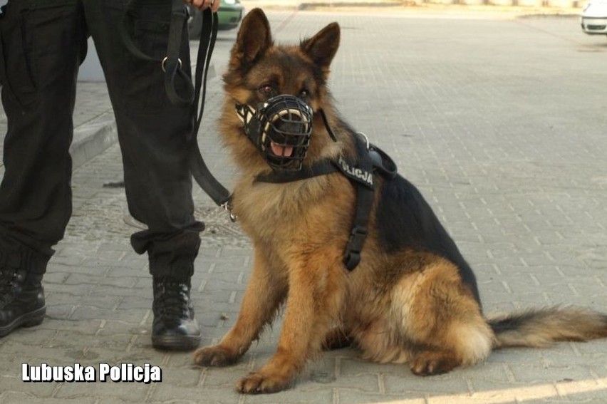 Pies patrolowo-tropiący Alex, który służył w żagańskiej...